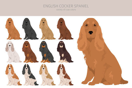 English cocker spaniel clipart. Different poses, coat colors set