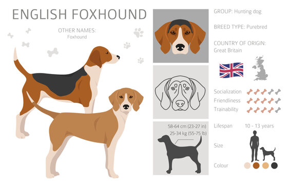 English  foxhound clipart. Different poses, coat colors set