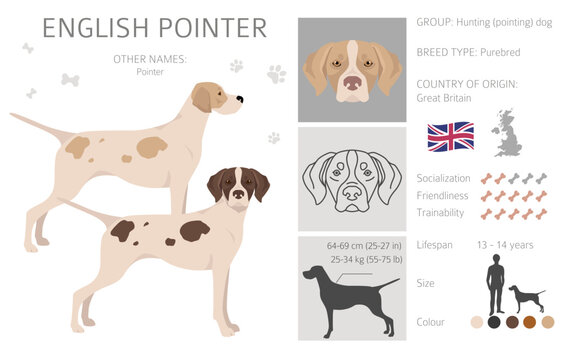 English pointer clipart. Different poses, coat colors set