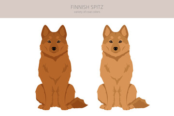 Fiinnish spitz clipart. Different poses, coat colors set