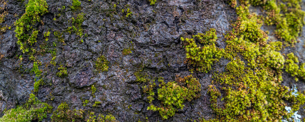 Lichen on stone background