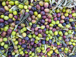 ripe green and black olive fruits with leaves and tree branches