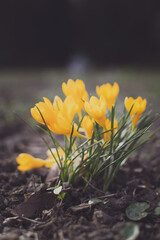 Obraz premium yellow crocus flowers