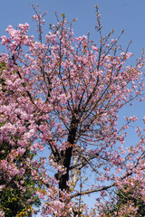 Kawazu cherry blossoms blooming in a residential area in Japan
