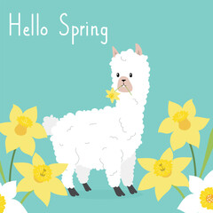 Hello spring card with alpaca. Vector illstration of cartoon animal with narcissus  - obrazy, fototapety, plakaty