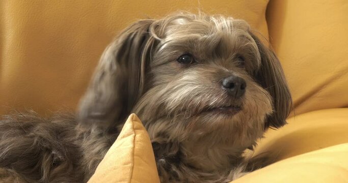 Havana Silk Dog or Havanese Bichon Dog, Portrait of Female Licking her Lips , Real Time 4K