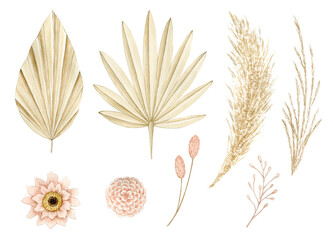Watercolor illustration set with pampas grass, palm dry leaves and flowers. Isolated on transparent background. Hand drawn clipart. Perfect for card, postcard, tags, invitation, printing, wrapping.