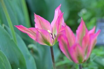 色とりどりに咲き誇る赤白黄色