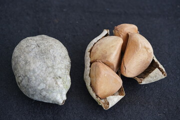 Antiroba seed (Carapa guianensis) of the Meliaceae family. Amazonas rainforest, Brazil.
