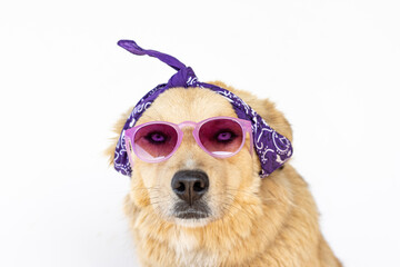 blue eyed cinnamon bitch with turban and purple sunglasses ready for march 8th