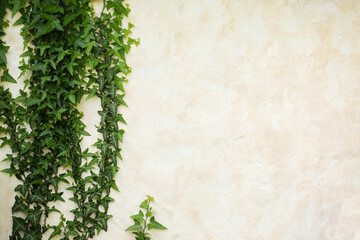 Common ivy, background with organic elements