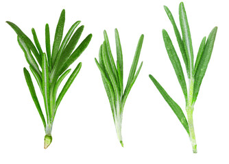 Rosemary isolated or Green herbs isolated. PNG transparency