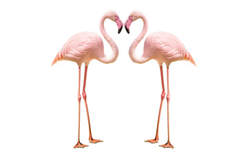 Fototapeta na wymiar flamingos on transparent background 
