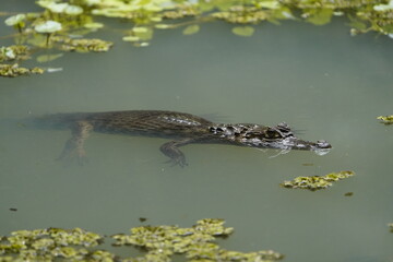 
Spectacled caiman (Caiman crocodilus), Alligatoridae family, also known as the white caiman or common caiman, is a crocodilian reptile found in much of Central and South America.