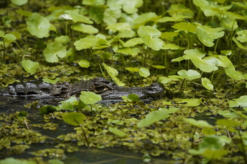 
Spectacled caiman (Caiman crocodilus), Alligatoridae family, also known as the white caiman or common caiman, is a crocodilian reptile found in much of Central and South America.
