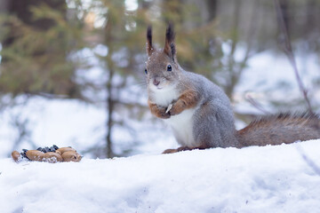 Cute fluffy wild squirrel feeds on oak acorns in the winter forest.