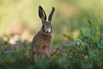 Closeup portrait of a cute bunny. European hare in the nature habitat. 