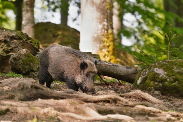 Naklejka na ściany i meble Sus scrofa. Beautiful portrait of a wild boar in the nature habitat.