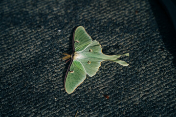 Luna Green Velvet Moth on the floor