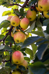 Many red apples on tree ready to be harvested. Ripe red apple fruits in apple farm. Selective focus.
