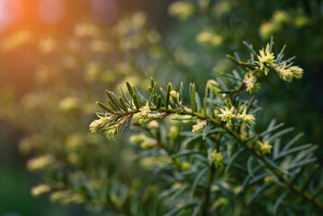 Green yew or taxus bush texture, yew tree, green sunny background.