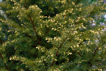 Green yew or taxus bush texture, yew tree, green background