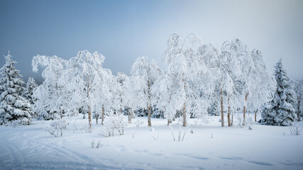 Hoarfrost covered trees in the forest, Gaspesie, QC, Canada