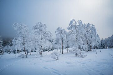 Hoarfrost covered trees in the forest, Gaspesie, QC, Canada