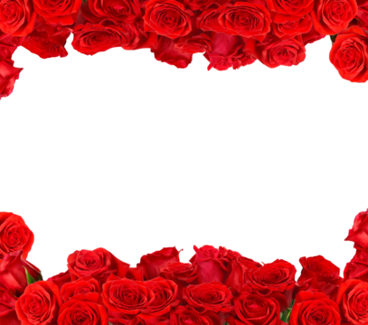 Frame made of red roses isolated. PNG transparency