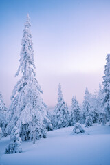 Majestic snow covered fir under the dusk's pink and violet light, Ernest-Laforce mountain, Gaspésie, QC, Canada