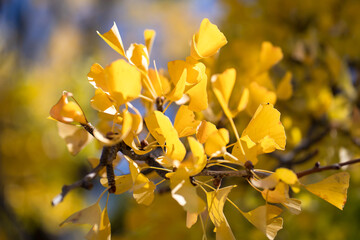 Leaves of yellow Ginkgo biloba or Momijigari in autumn at Japan. Light sunset of the sun with dramatic yellow and orange sky. Image depth of field.