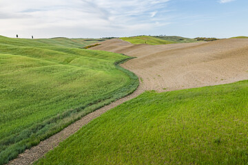 Beautiful landscape. Curved road trough green meadow.