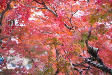 The natural texture of colorful maple leaves or Momijigari in autumn at Japan. Light sunset of the sun with dramatic yellow and orange sky. Image depth of field.