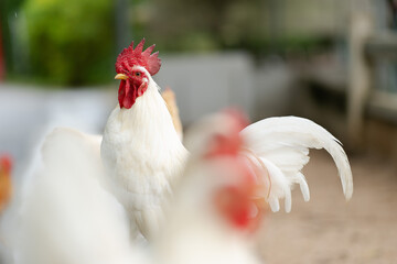 Chicken walking in the garden.