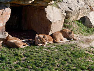 a group of female lion resting under the sun