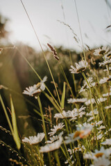 Margeriten © Susann