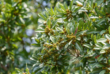 Young fruit of Japanese bayberry, on the tree