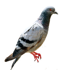 pigeon isolated on white background