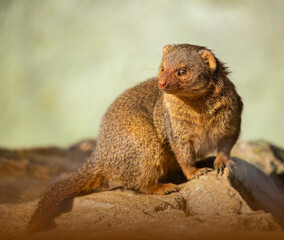 Common dwarf mongoose, Helogale parvula, close up portraits of head and body while resting on top of rock during summer