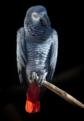 The African Grey Parrot - Psittacus erithacus - is a parrot found in the primary and secondary rainforest of West and Central Africa