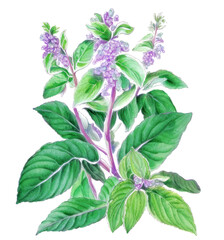 Holy basil (Ocimum tenuiflorum) medicinal plant with flowers isolated on white background. Generative AI watercolor illustration