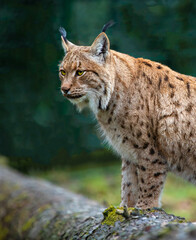 Lynx in green forest with tree trunk