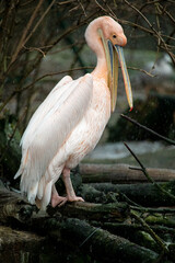 The great white pelican - Pelecanus onocrotalus - with open beak