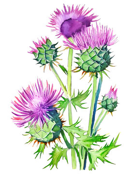 Thristle plants isolated on white. Generative AI illustration in watercolour style