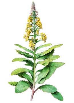 Common mullein medicinal plant with flowers isolated on white background. Generative AI detailed watercolor illustration