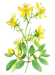 St. John's wort medicinal plant isolated on white background. Generative AI watercolor illustration