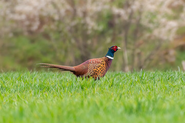 pheasant rooster in a green field in spring
