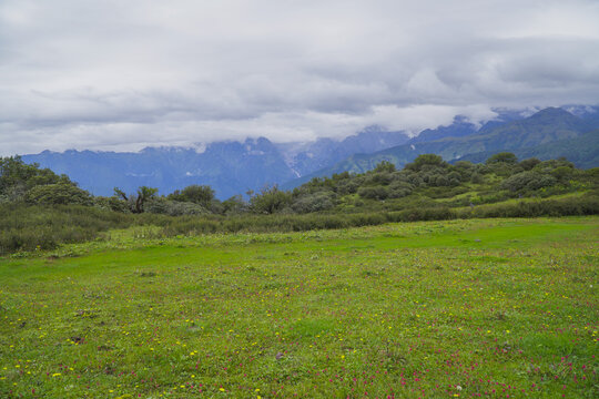 mountain flower in himalaya with green grass