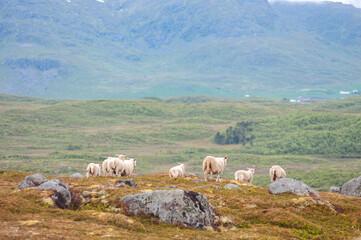 Sheep family walking to fjord mountains in North of Norway at moody summer day
