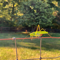 Grasshopper on Fence